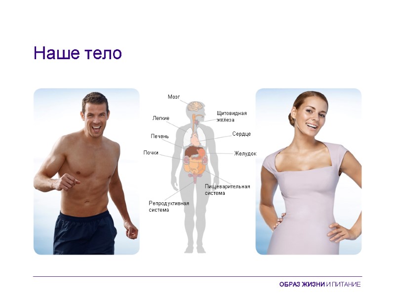 Наше тело Мозг Легкие Печень Почки Репродуктивная система Пищеварительная  система Желудок Сердце Щитовидная